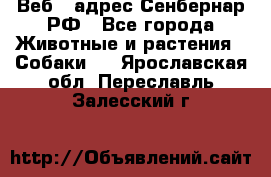 Веб – адрес Сенбернар.РФ - Все города Животные и растения » Собаки   . Ярославская обл.,Переславль-Залесский г.